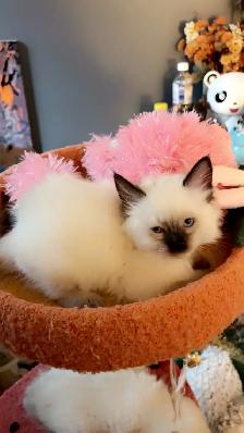 Beautiful Ragdoll Kittens - Photo 3