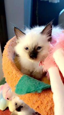 Beautiful Ragdoll Kittens - Photo 4