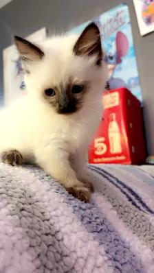 Beautiful Ragdoll Kittens - Photo 5