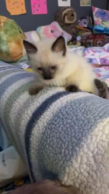 Beautiful Ragdoll Kittens - Photo 6