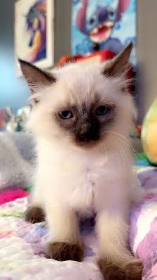 Beautiful Ragdoll Kittens - Photo 7