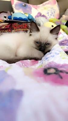 Beautiful Ragdoll Kittens - Photo 8