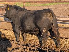 Black Angus Bull for sale