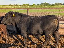 Black Angus Bull for sale - Photo 2