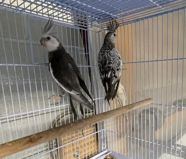 Cocktail baby's.
