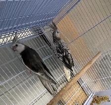 Cocktail baby's. - Photo 3