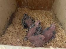 Cocktail baby's. - Photo 4