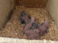 Cocktail baby's. - Photo 5