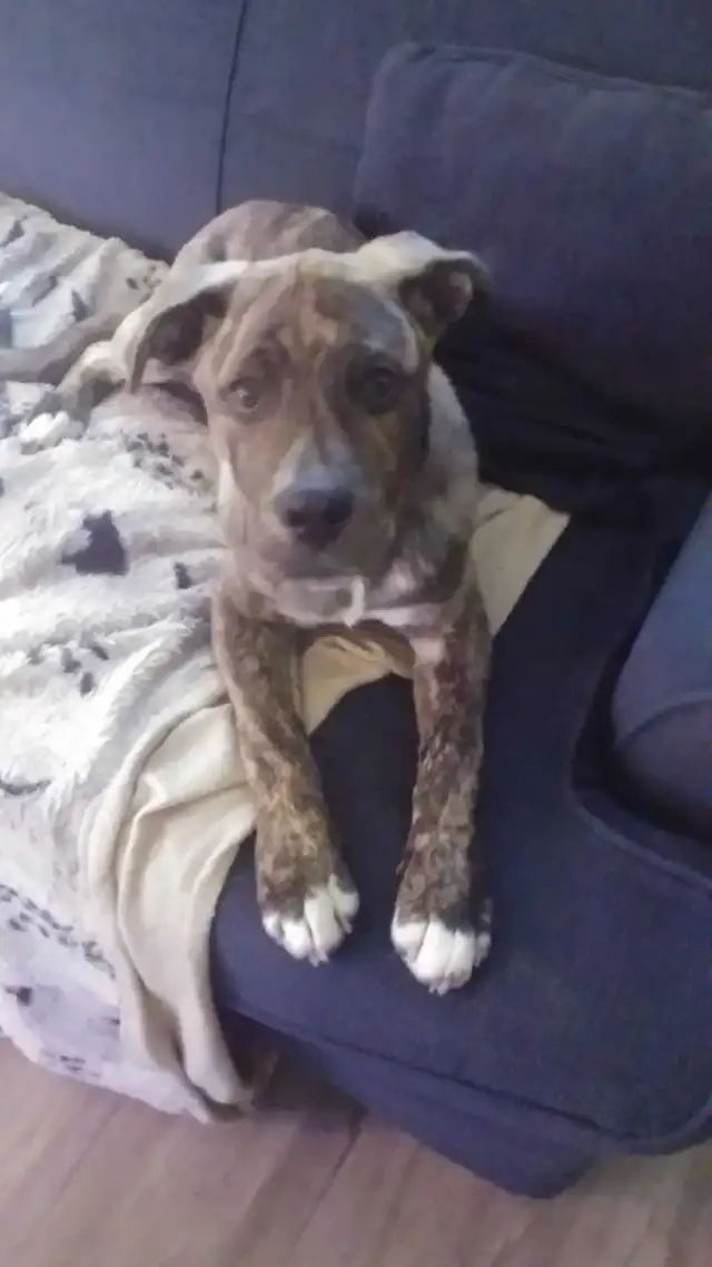 Free King Corso & Bulldog mix