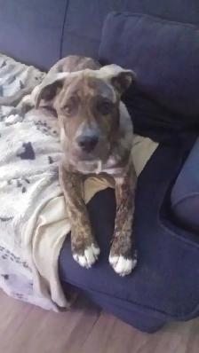 Free King Corso & Bulldog mix