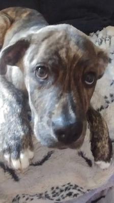 Free King Corso & Bulldog mix - Photo 2
