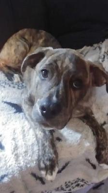 Free King Corso & Bulldog mix - Photo 3