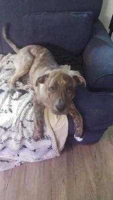 Free King Corso & Bulldog mix - Photo 4