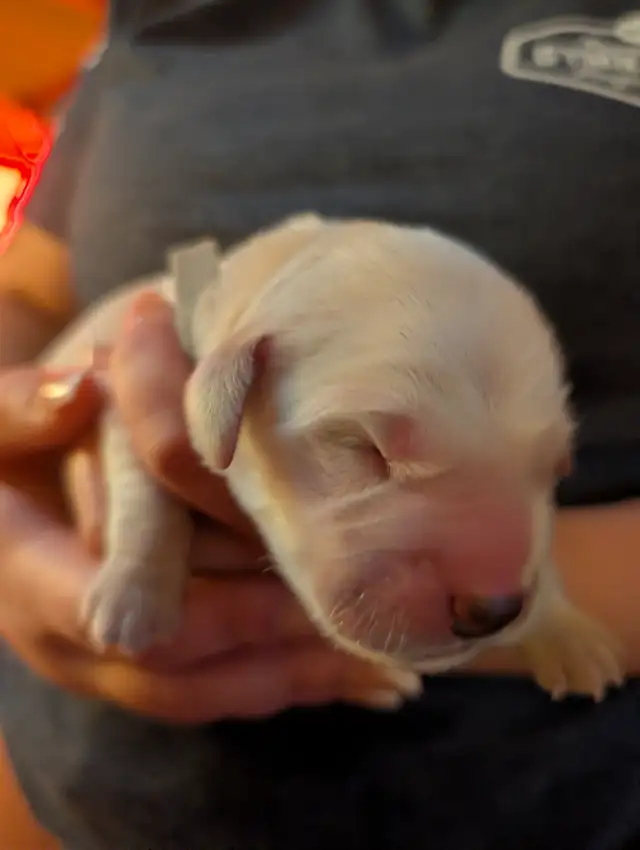 Family raised Golden Retriever puppies