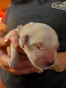Family raised Golden Retriever puppies