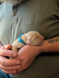 Family raised Golden Retriever puppies - Photo 2