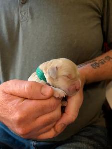 Family raised Golden Retriever puppies - Photo 3
