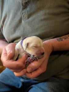 Family raised Golden Retriever puppies - Photo 4