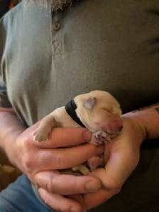 Family raised Golden Retriever puppies - Photo 6