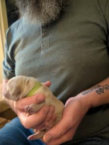 Family raised Golden Retriever puppies - Photo 7