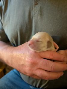 Family raised Golden Retriever puppies - Photo 8