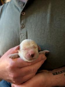 Family raised Golden Retriever puppies - Photo 9