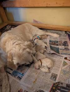 Family raised Golden Retriever puppies - Photo 10
