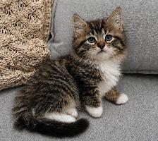 Chaton Sibérien Hypoallergene