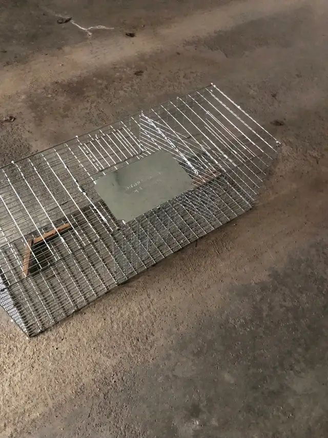 magpie trap