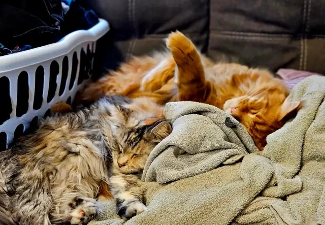 Maine Coon Cats