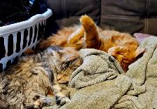 Maine Coon Cats