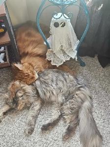 Maine Coon Cats - Photo 2