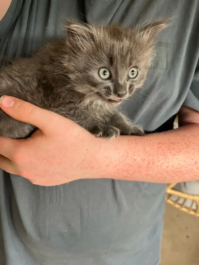 Sweet kitten
