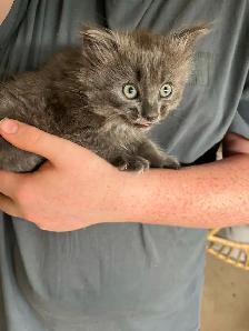Sweet kitten