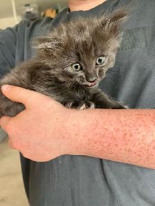 Sweet kitten - Photo 2