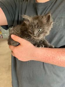 Sweet kitten - Photo 3