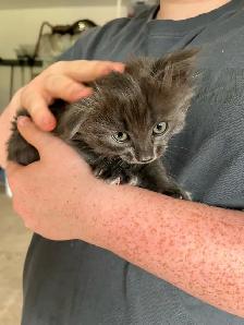 Sweet kitten - Photo 4