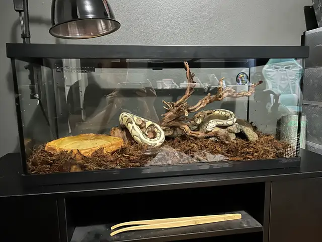 Female Ball Python