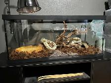 Female Ball Python
