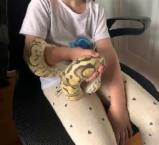 Female Ball Python - Photo 2