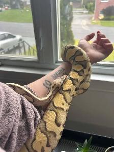 Female Ball Python - Photo 3