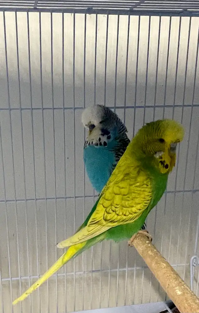 English budgies baby's.
