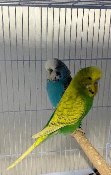 English budgies baby's.