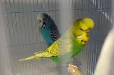 English budgies baby's. - Photo 2