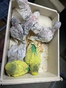 English budgies baby's. - Photo 3