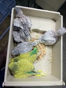 English budgies baby's. - Photo 4