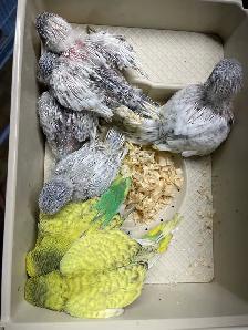 English budgies baby's. - Photo 5