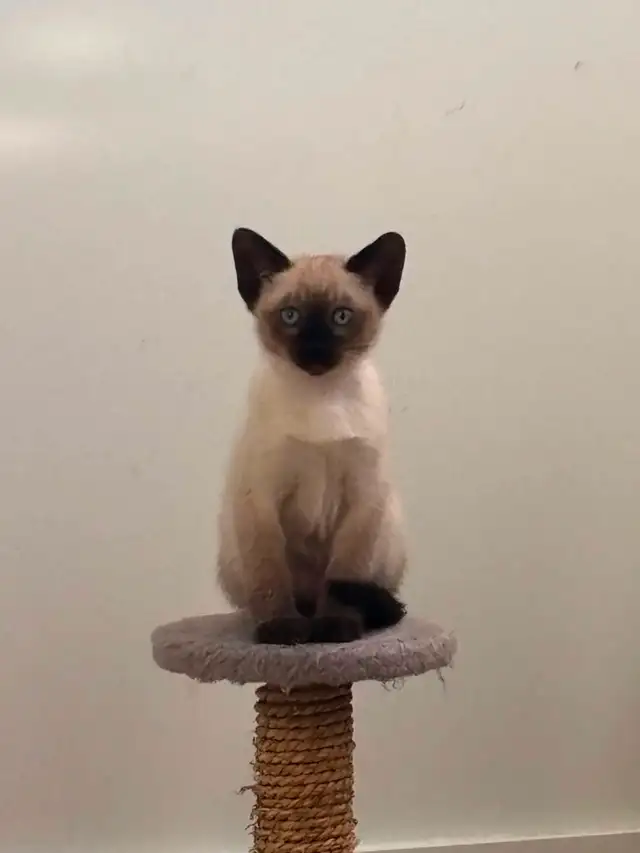 Chaton femelle Siamoise