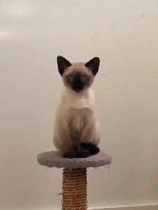 Chaton femelle Siamoise
