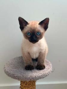 Chaton femelle Siamoise - Photo 2